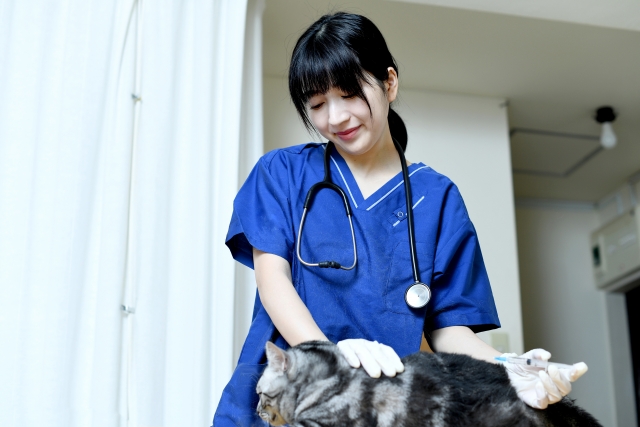 獣医師が動物病院でタブレットを導入　どのように活用する？