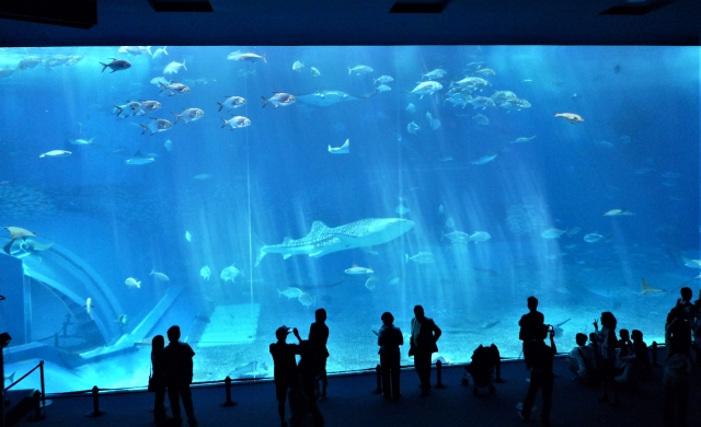 動物園や水族館の飼育管理・解説をタブレットで